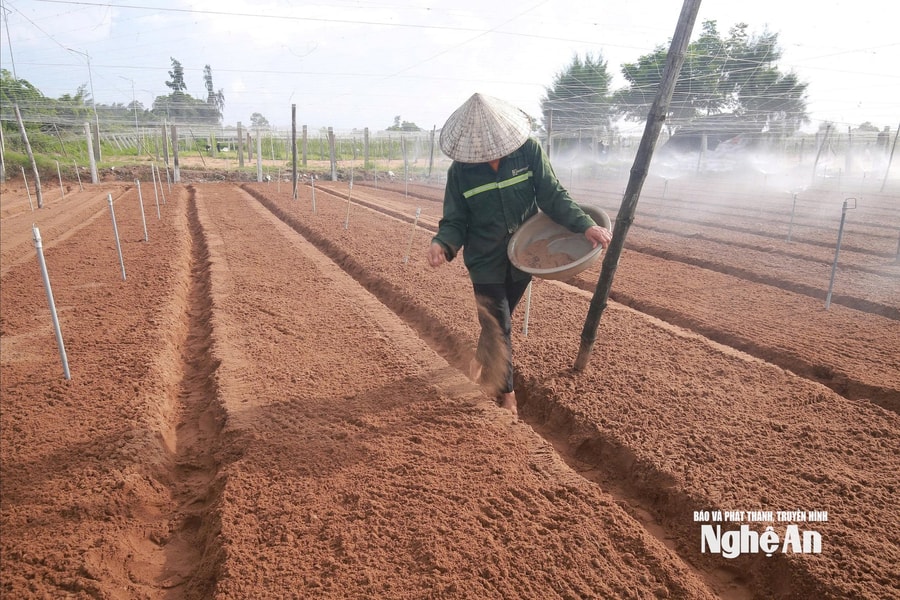 Nông dân Nghệ An khẩn trương khôi phục sản xuất rau màu sau ngập úng