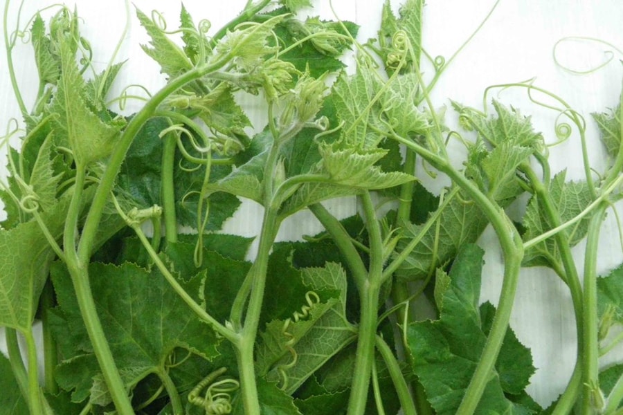 Món ngon hôm nay: Canh rau bí nấu thịt lợn