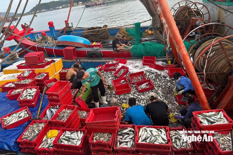 Trước bão số 5, ngư dân Nghệ An tất bật về bến, tiêu thụ hải sản