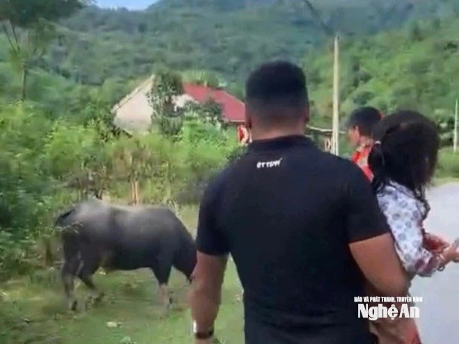 Bé gái 4 tuổi tử vong thương tâm do bị trâu hàng xóm húc