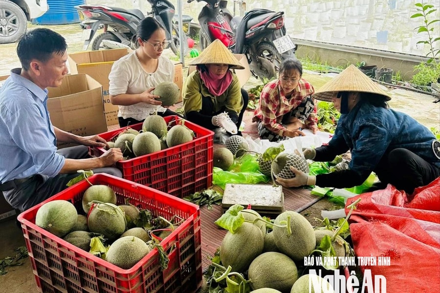 Kết nối tiêu thụ hàng tấn nông sản, sẻ chia cùng bà con Nghệ An sau bão số 5