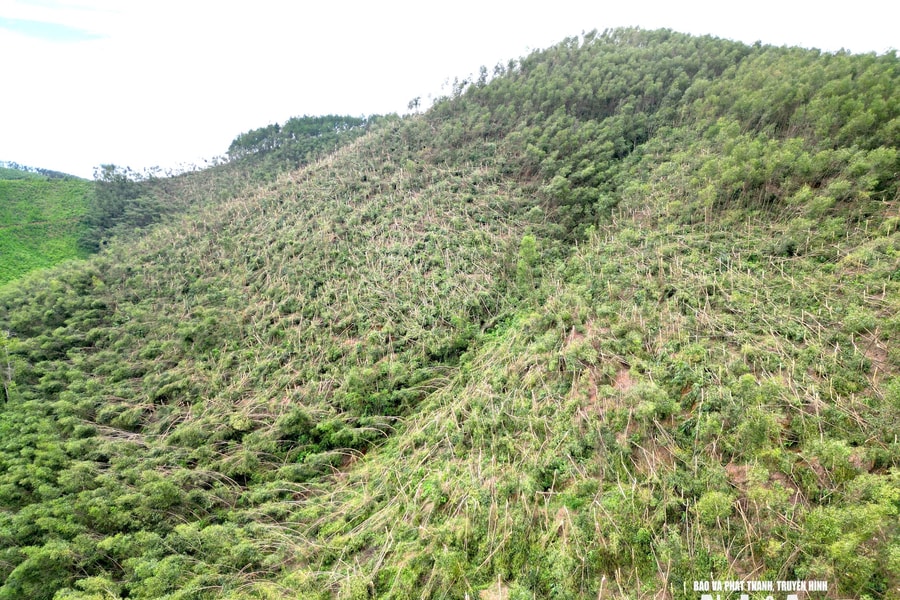 Hơn 200 ha keo non gãy đổ sau bão số 5, nông dân lao đao tìm lối thoát