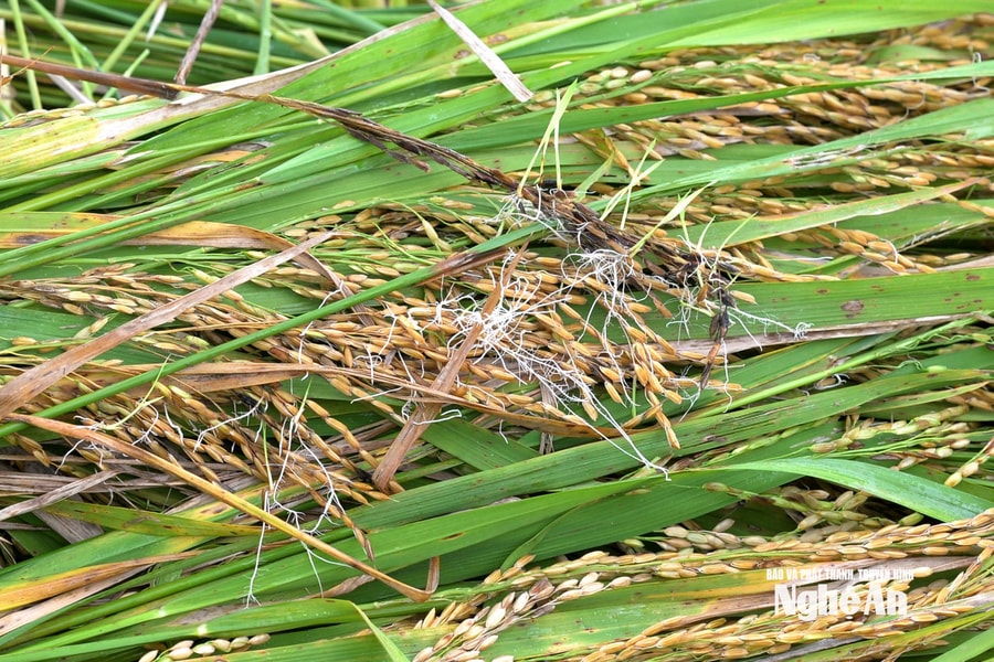 Nhiều diện tích lúa ở Nghệ An thất thu vì lúa nảy mầm trên ruộng