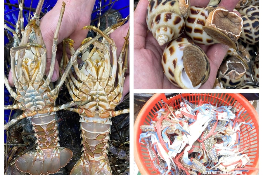 Hải sản tăng giá, đắt hàng dịp lễ, ngư dân Nghệ An phấn khởi vươn khơi