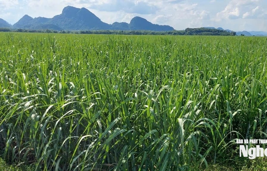 Công ty cổ phần Mía đường Sông Con chuẩn bị cho vụ ép 2025 - 2026