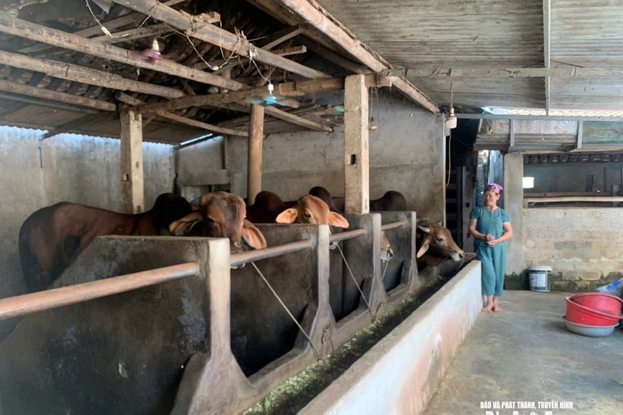 Nghệ An dự kiến cấm chăn nuôi tại 317 khu dân cư của 15 phường, xã