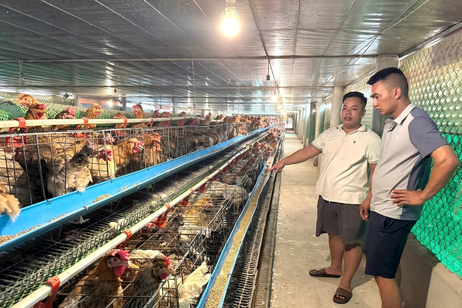 Nông dân đầu tư chăn nuôi gia cầm quy mô lớn, hiệu quả cao