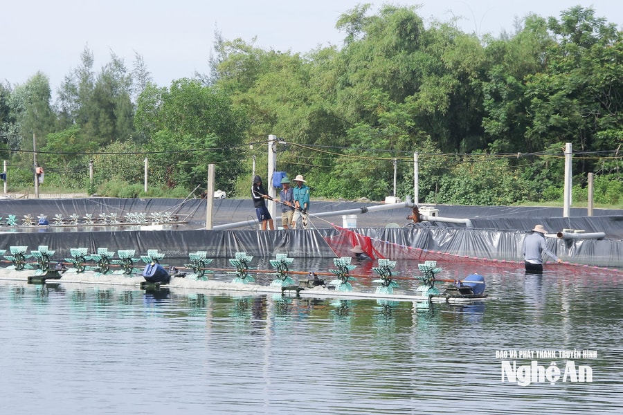 Đảm bảo bữa ăn an toàn từ nông trại: Nghệ An triển khai nhiều giải pháp