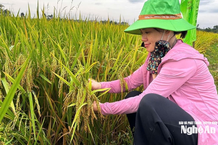 Những giống lúa chất lượng, an toàn và năng suất cao cho vụ xuân 2026 của Tập đoàn ThaiBinh Seed