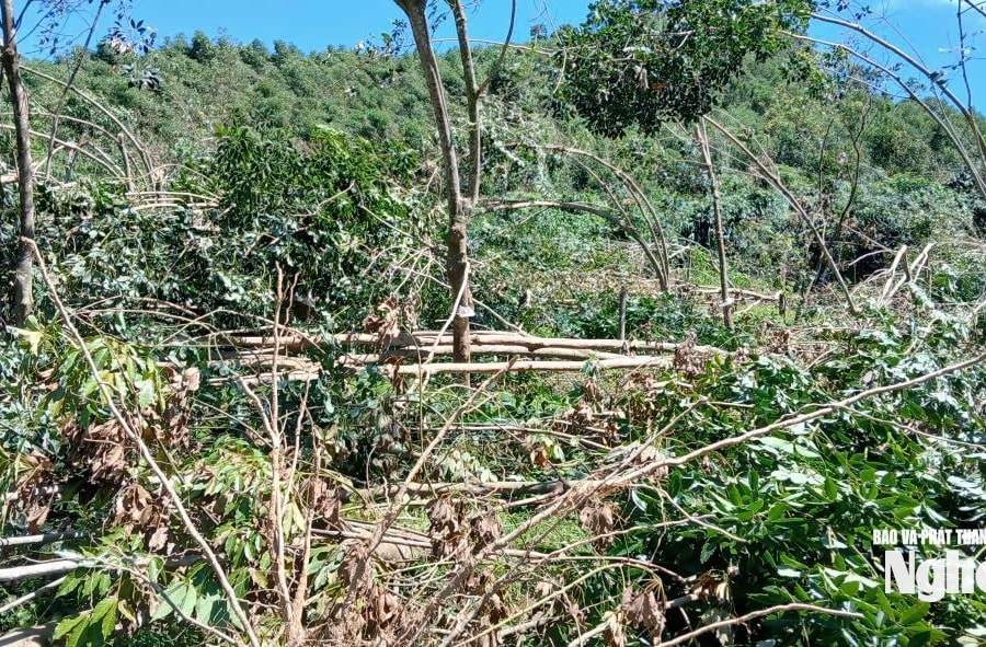 Công ty TNHH MTV Lâm Nông nghiệp Sông Hiếu thiệt hại lớn sau mưa bão