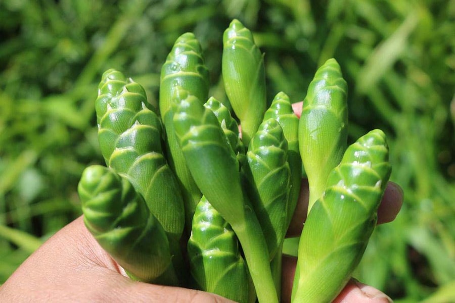 Hoa gừng - mở nguồn thu nhập mới cho người dân vùng cao Nghệ An