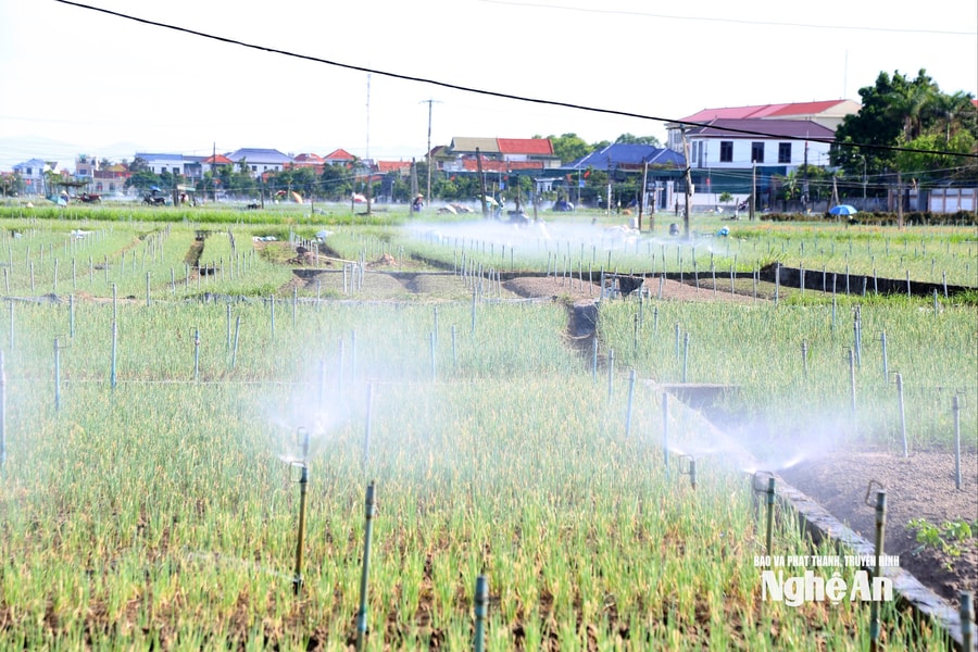 Thời tiết nắng ráo, nông dân Nghệ An tất bật khôi phục sản xuất