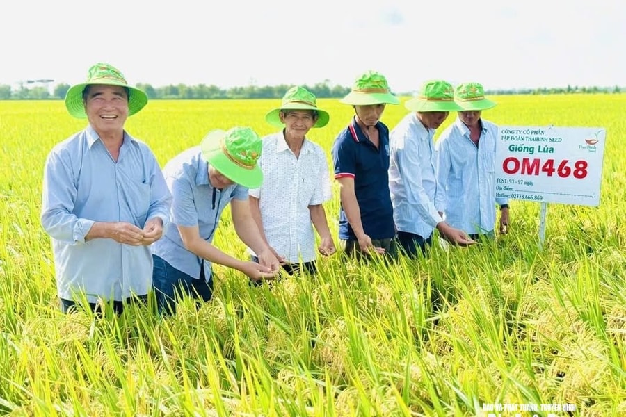 OM468 - Giống lúa triển vọng cho Đề án 1 triệu ha lúa chất lượng cao