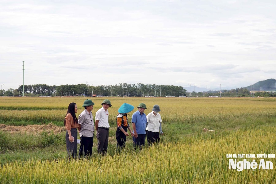 Phó Chủ tịch UBND tỉnh Nguyễn Văn Đệ kiểm tra tiến độ thu hoạch lúa hè thu