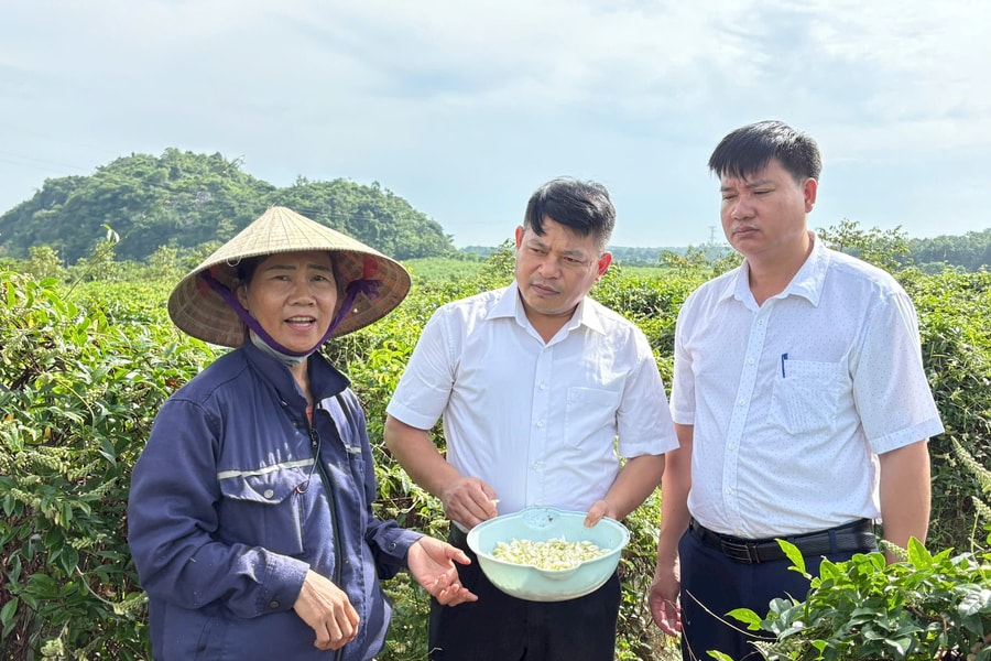 Nông dân xã Nghĩa Hưng thu nhập cao từ cây sâm núi Dành