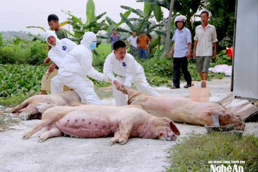 Nghệ An siết chặt phòng, chống dịch tả lợn châu Phi sau mưa lũ