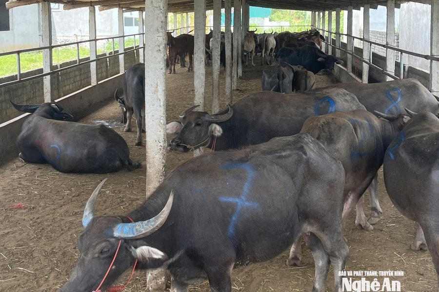 Phát hiện xe tải chở 48 con trâu, bò không rõ nguồn gốc, không có giấy kiểm dịch