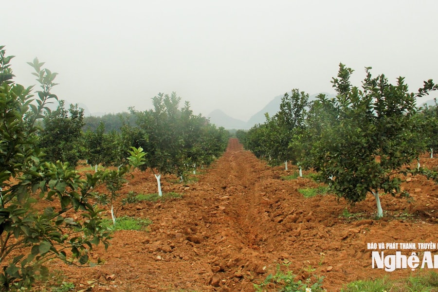 Phát huy nội lực, khai thác tiềm năng, xây dựng xã Minh Hợp phát triển toàn diện