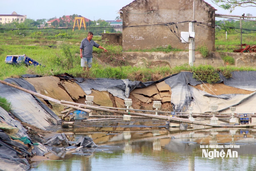 Người nuôi tôm Nghệ An lo “trắng tay” vụ Tết