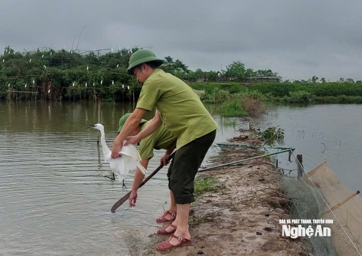 Hàng loạt bẫy chim trên đồng ruộng Nghệ An bị tháo gỡ, tiêu hủy