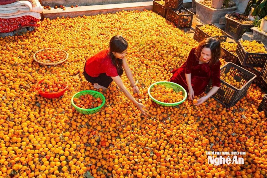 Đại Huệ rộn ràng mùa hồng đầu vụ