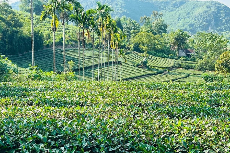 Nghệ An chú trọng phát triển nguyên liệu cây công nghiệp, đáp ứng yêu cầu chế biến sâu