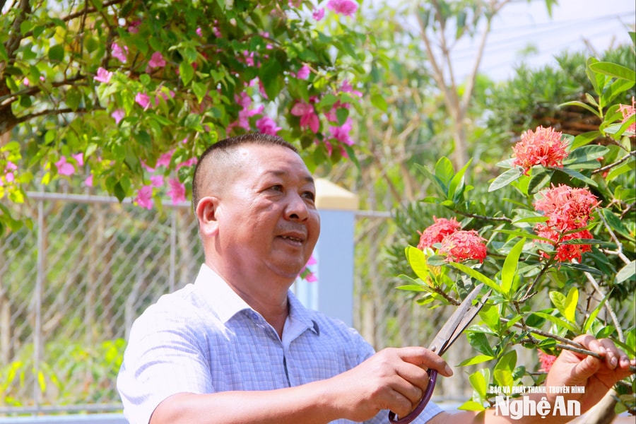 Người nông dân xứ Nghệ gieo màu xanh và khát vọng làm giàu từ cây cảnh