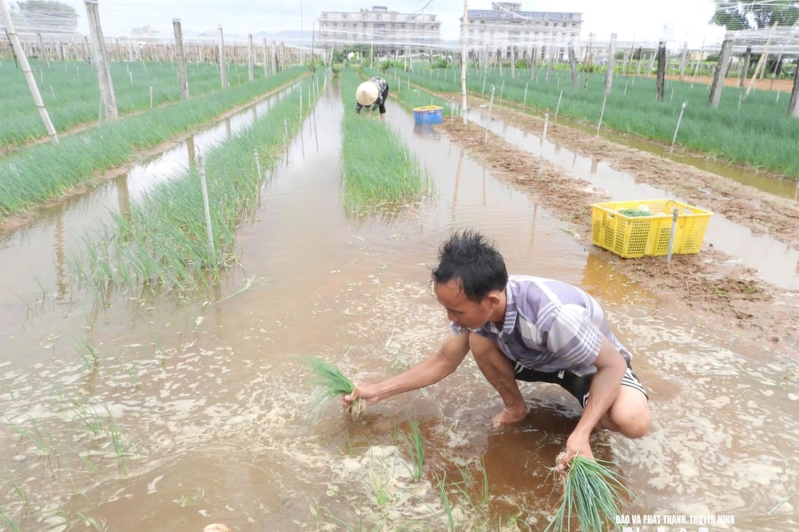 Mưa lớn do bão số 10, rau màu Nghệ An ngập úng nặng