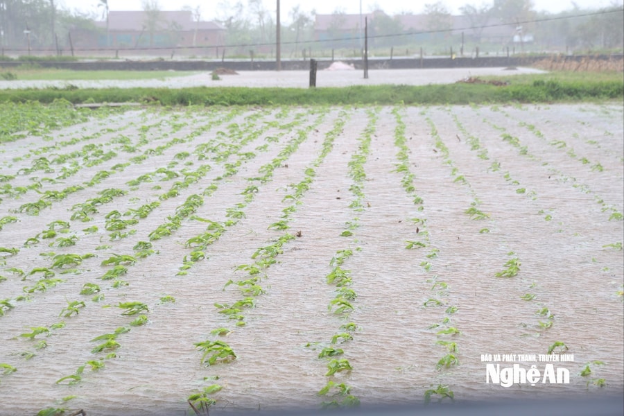 Bão số 10 gây thiệt hại tài sản, hoa màu, vật nuôi tại các địa phương