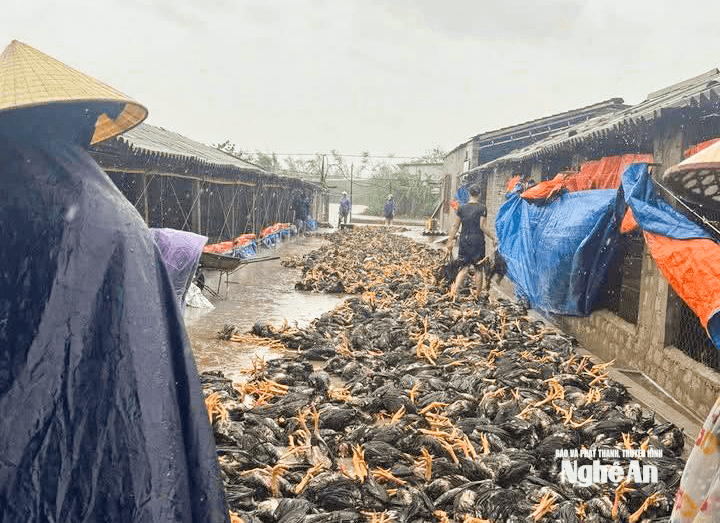 Nhiều trang trại Nghệ An ngập sâu, hàng trăm nghìn con gà bị chết