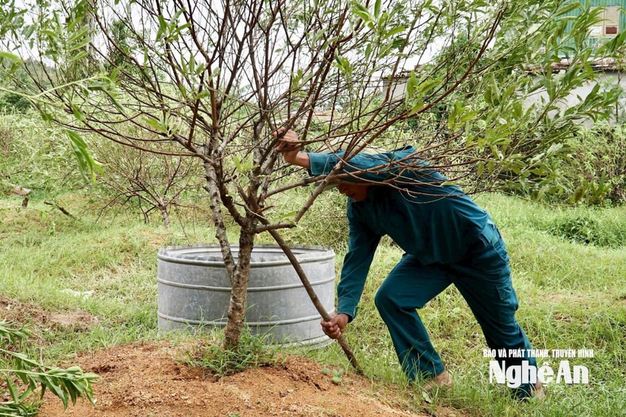 Nghệ An: Nhà nông tập trung khôi phục sản xuất sau bão số 10