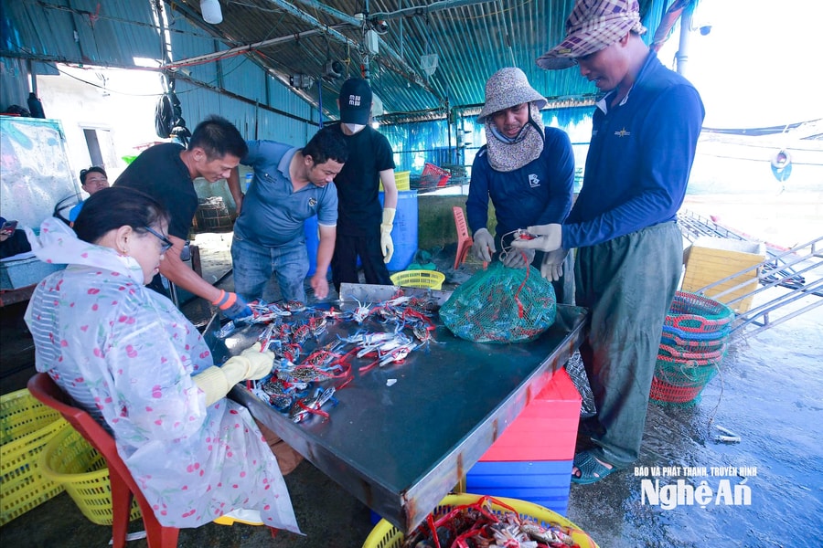 Ngư dân Nghệ An trúng đậm ghẹ xanh sau bão số 10