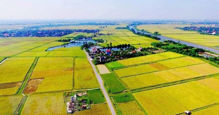 Theo quy định mới nhất có thể xây mộ trên đất trồng lúa được không?