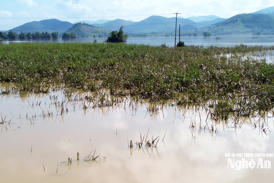 Khẩn trương khôi phục diện tích mía bị ngập úng do lũ
