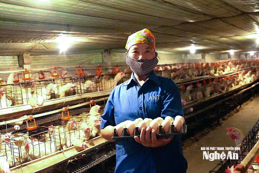 Sức bật từ phong trào nông dân Nghệ An thi đua sản xuất, kinh doanh giỏi