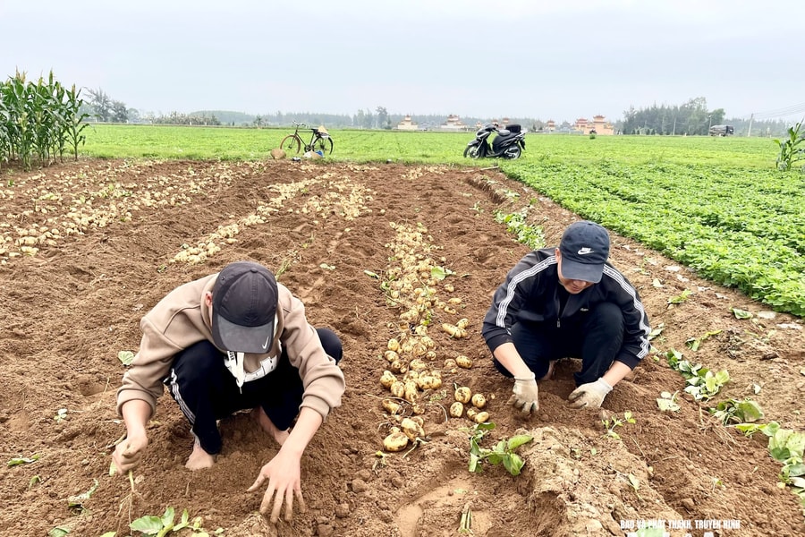 Linh hoạt trong sản xuất vụ Đông tại Nghệ An