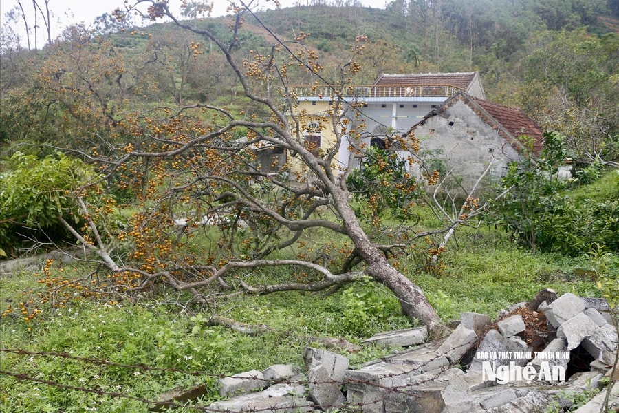 Vựa hồng Nghệ An thất thu sau bão số 10 do quả rụng hàng loạt