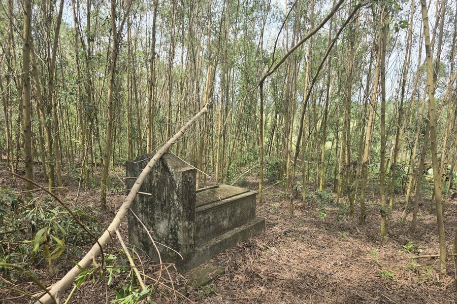 Xã Bích Hào: Đất nghĩa địa bị lấn chiếm để trồng keo