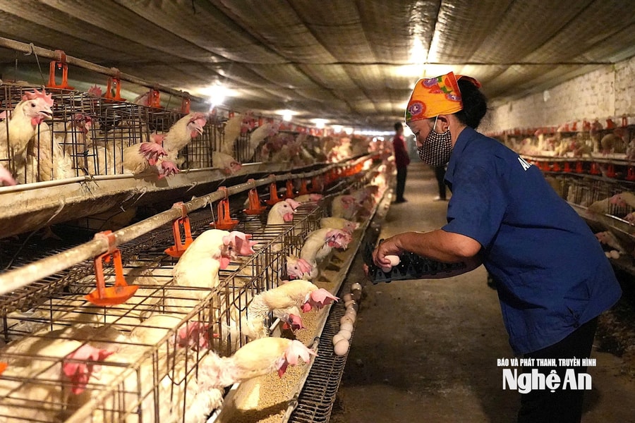 Nghệ An hướng tới nền chăn nuôi an toàn và số hóa