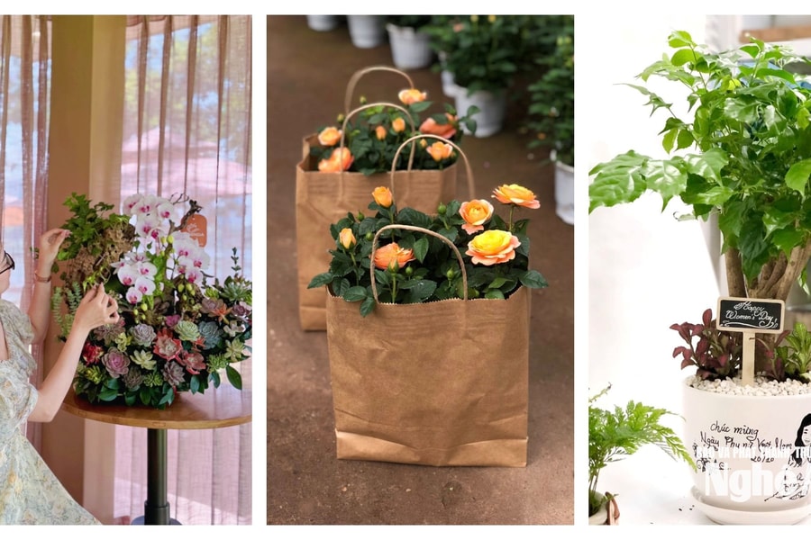 Thị trường Nghệ An dịp 20/10: Chậu cây mini, lan hồ điệp, mỹ phẩm thiên nhiên "lên ngôi"