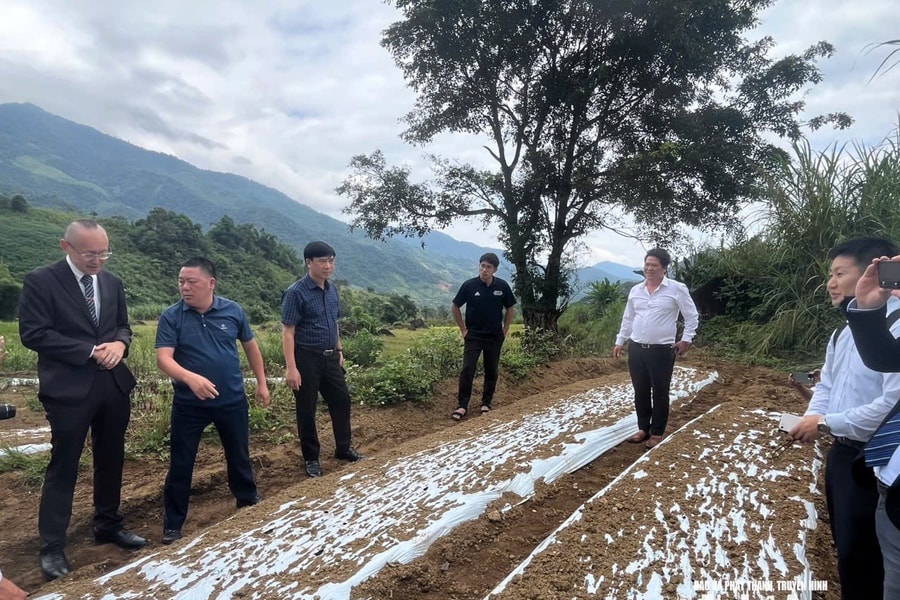 JICA tiếp tục triển khai mô hình trồng tỏi trắng Nhật Bản ở xã Na Ngoi (Nghệ An)