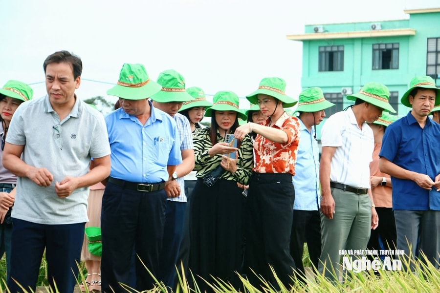 ThaiBinh Seed và các giống lúa chống chịu với khí hậu