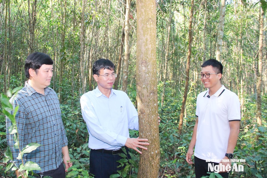 Nền tảng pháp lý và thực tiễn giúp Nghệ An phát triển lâm nghiệp bền vững