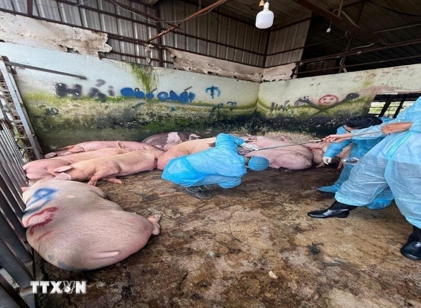 Khởi tố 3 bị can trong ổ nhóm giết mổ, kinh doanh thịt lợn bệnh