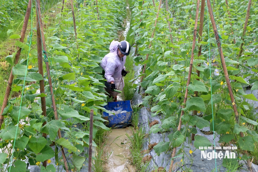 Nông dân Nghệ An trồng cây vụ đông ngắn ngày phục vụ thị trường cuối năm
