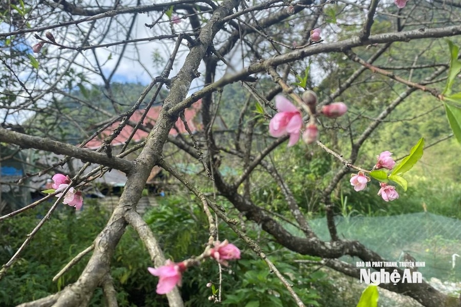 Hoa đào Mường Lống nở rực đón gió Đông