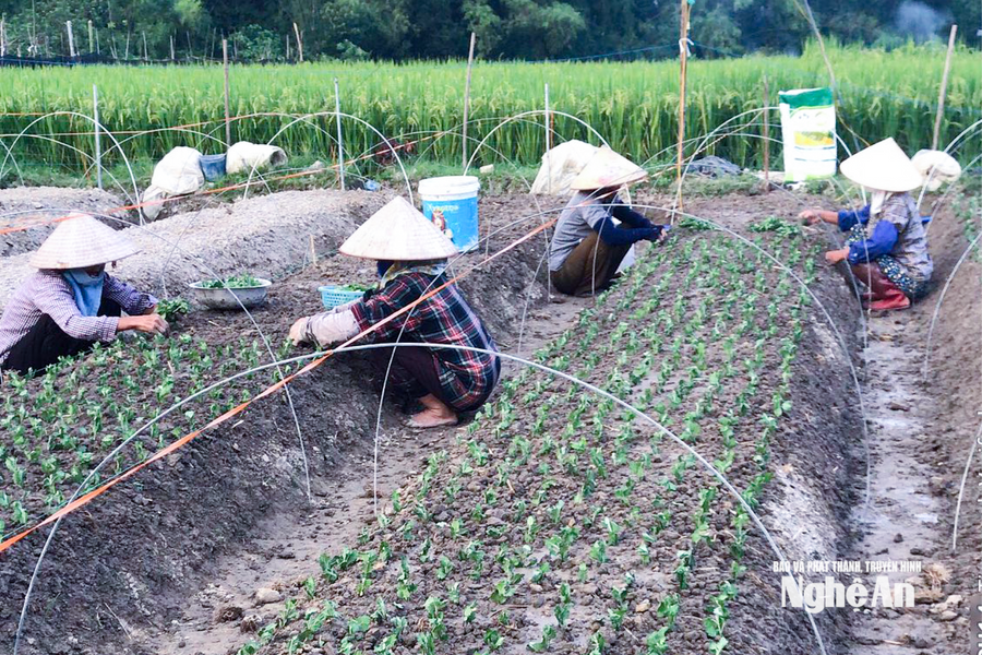 Nông dân Nghệ An tất bật xuống giống chuẩn bị cho vụ hoa Tết