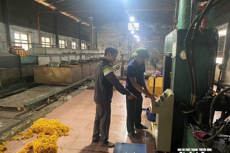 Thiếu nguyên liệu, các nhà máy chế biến cao su ở Nghệ An hoạt động cầm chừng