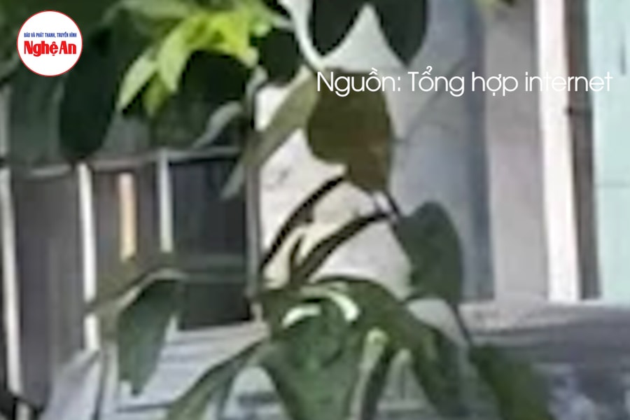 Phát hiện thi thể cô gái đang phân hủy trong cốp xe ô tô