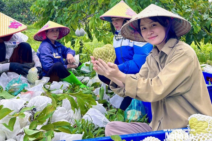 Cô gái Gen Z Nghệ An bỏ phố về quê làm "người kể chuyện nông sản"